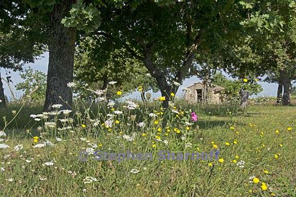 scene near forcalquier 1 graphic